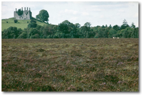Raised bog