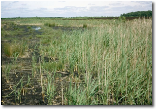 Reed swamp on cutover bog
