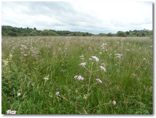 Marsh