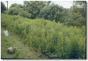 Tall herb swamp