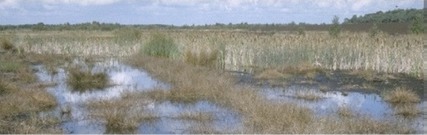 Wetland Image Cutaway bog
