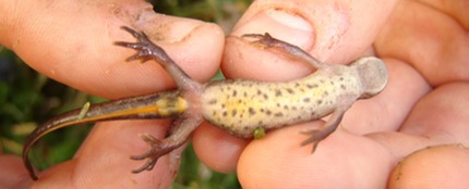 Common newt image