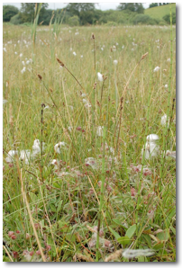 Carex diandra transition mire