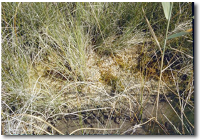 Petrifying spring image