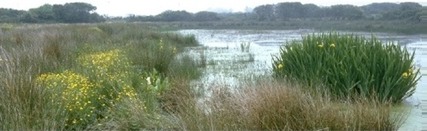 Wetland Image Wexford Marsh