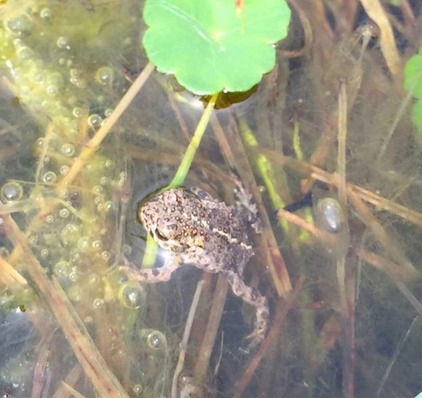NatterjackToad